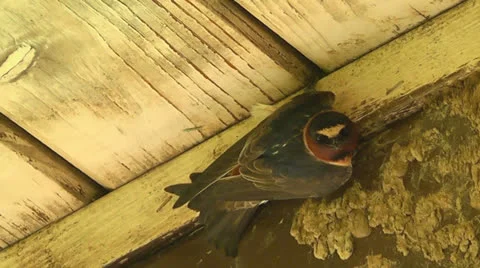 Cliff Swallow Closeup Stock Footage 23020509