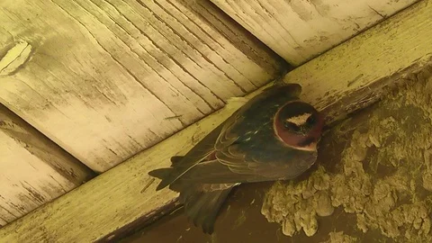 Cliff Swallow Closeup Stock Footage 94131872