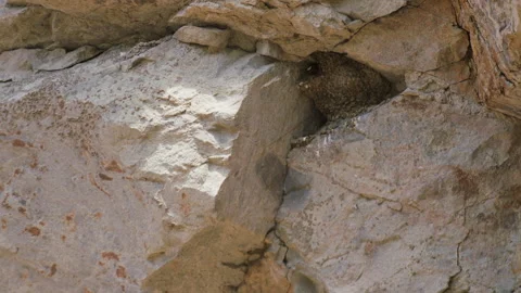 Cliff swallow dropping out of nest on rock face, slo-mo 4k Stock Footage 253682771