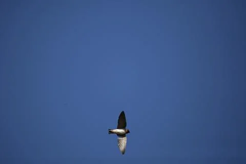 Cliff Swallow in Flight Stock Photos