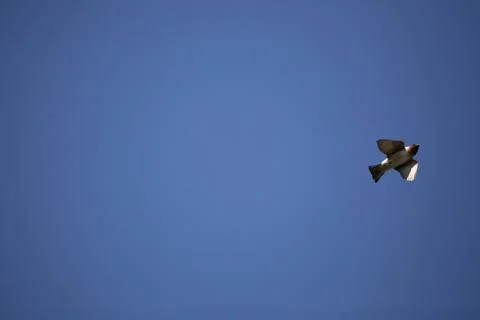 Cliff Swallow in Flight Stock Photos