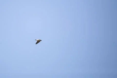Cliff Swallow in Flight Stock Photos