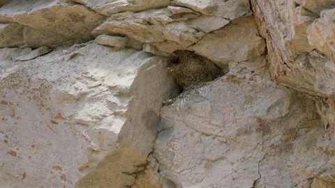 Cliff swallow leaving mud nest on rock face, slomo 4k Stock Footage 253682715
