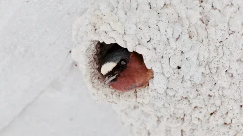 Cliff Swallow Looking Out from Nest Video Stock Footage 345079070