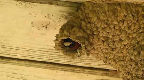 Cliff Swallow in Nest I 스톡 동영상 23020073