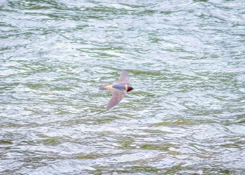 Cliff Swallow Stock Photos