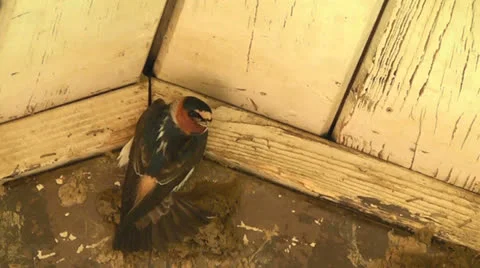 Cliff Swallow at Ray Roberts State Park in Texas I Stock Footage 23019812