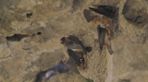Cliff Swallows 1 Stock Footage 768239