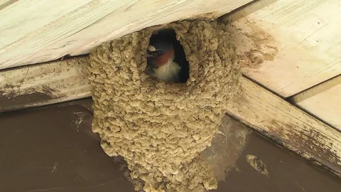 Cliff swallows 1 Stock Footage 94132137