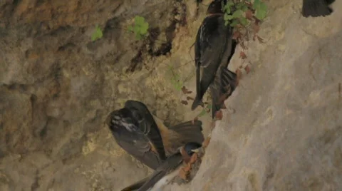 Cliff Swallows 2 Stock Footage 768207