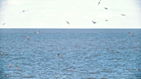 Cliff swallows flying over the wide river in summer day Stock Footage 90561189