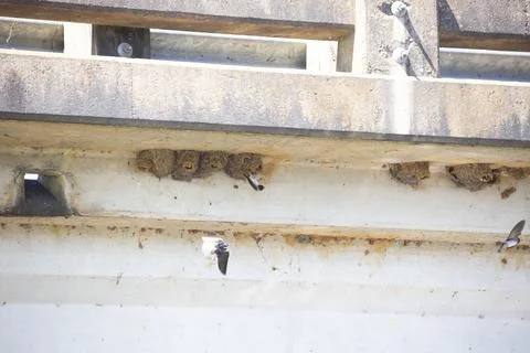 Cliff Swallows Nesting Stock Photos