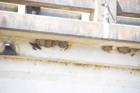 Cliff Swallows Nesting Stock-Fotos