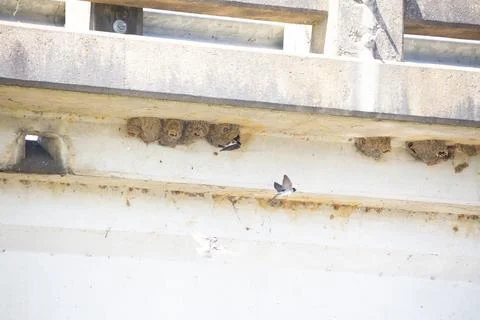 Cliff Swallows Nesting Stock Photos