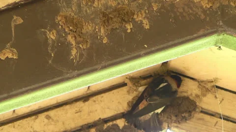 Cliff Swallows at Ray Roberts State Park II Stock Footage 23020527