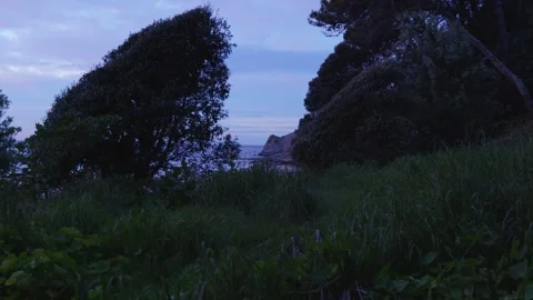 CLIFF THROUGH TREES AT SUNRISE Stock Footage 253909750