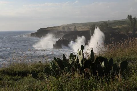 On the cliff which is located on the seashore grows a cactus Stock Photos