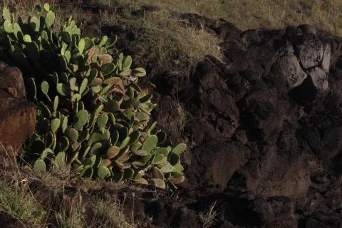 On the cliff which is located on the seashore grows a cactus Stock Photos