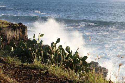 On the cliff which is located on the seashore grows a cactus Stock Photos