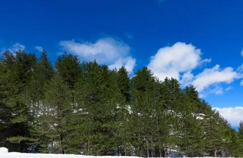 Cliff winter coniferous tree Stock-Fotos