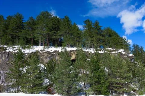 Cliff winter coniferous tree Foto stock