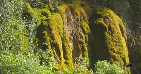 Cliffs covered in moss at Belfountain, Canada Stock Footage 58336956