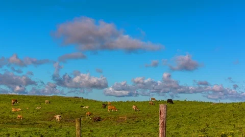 Cliffs of Moher Cows Time Lapse 4k Stockbeeldmateriaal 89588614