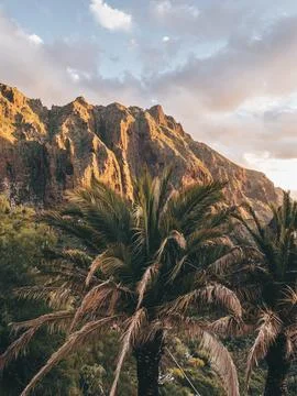 Cliffs, mountains and palm trees in Masca, Tenerife. Stock Photos