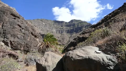 Cliffs palm tree mountains Tenerife Canary Island Stock Footage 163609697