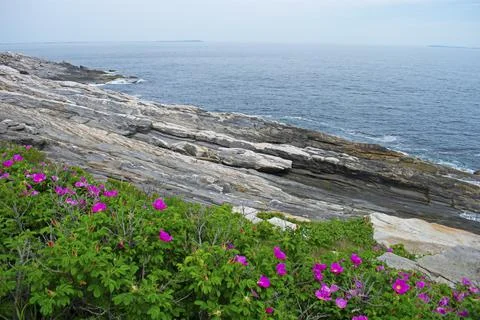 Cliffs at Pemaquid Point -02 Stock Photos