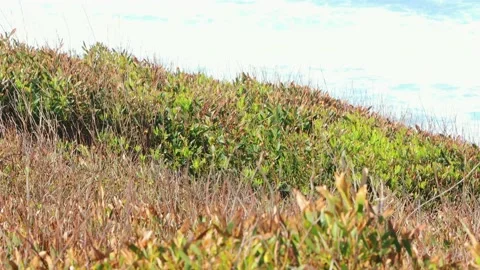 Cliffs, sea, waves, sun, wind, green rocks Stock Footage 237891421