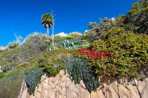 Cliffside flowers Stock-Fotos