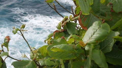 Cliffside ocean waves and vegetation Stock Footage