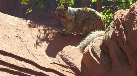 Clifftop Desert Squirrel Stock Stock Footage 55608526