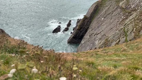 Clifftop downward view through greenery to sea crashing on cliffs below Stock Footage 247019654