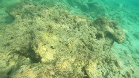 Climat change eel underwater in Caribbean reef Stock Footage 218468324