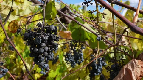 Climate Change Affects Vineyard Causing Poor Crop of Wine Grapes Vídeo Stock 253888195
