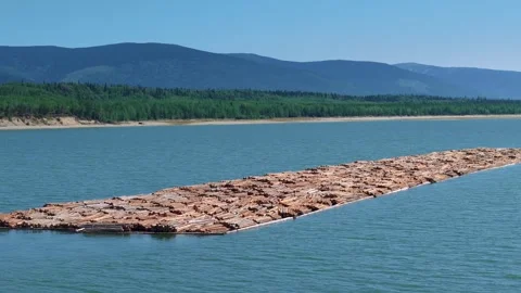 Climate Change and Logging | Drone of Industrial Logging in Pristine Nature Stock-Footage 307164877