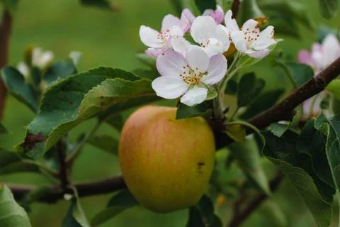 Climate change, apple tree in bloom in september with ripe fruits ready to .. Stockfoto's