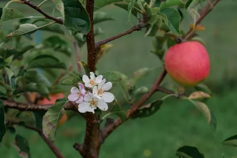Climate change, apple tree in bloom in september with ripe fruits ready to .. 스톡 사진