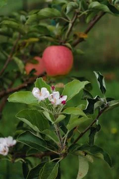 Climate change, apple tree in bloom in september with ripe fruits ready to .. Foto stock