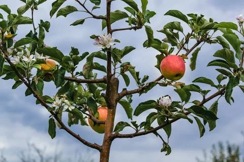 Climate change, apple tree in bloom in september with ripe fruits ready to .. 库存照片