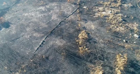 Climate change consequences shown by a burnt forest land from a drone Stock Footage 327234019
