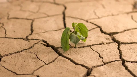 Climate Change dead plant Video stock 210508605