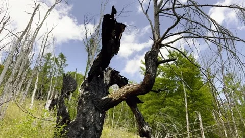Climate Change Disaster Charred Burnt Tree After Wildfire Stock Footage 344315290