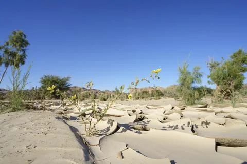 Climate Change. Dried-out River Bed &amp; Clay Patterns With Cracks Stock-Fotos