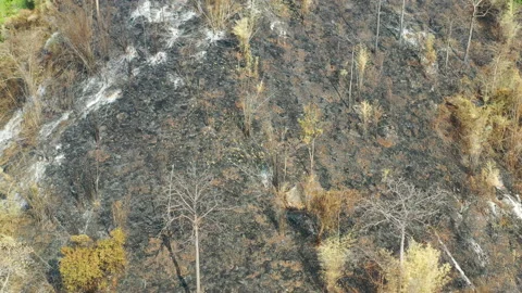 Climate change effect many risk to human, life on earth and drought. Stock Footage 170096752