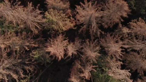 Climate change: Forest decline in Central Europe Stock Footage 140989949