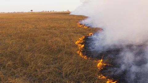 Climate change, global warming. Grass fire in Africa Stock Footage 118287529