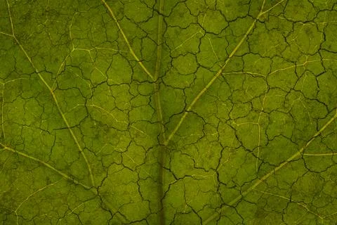 Climate change. The green texture of a leaf turns into sunburnt dry soil Stock Illustration